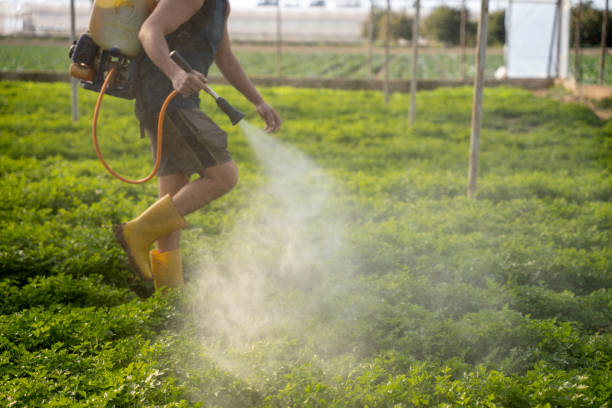 Best Pest Control for Restaurants  in Sells, AZ