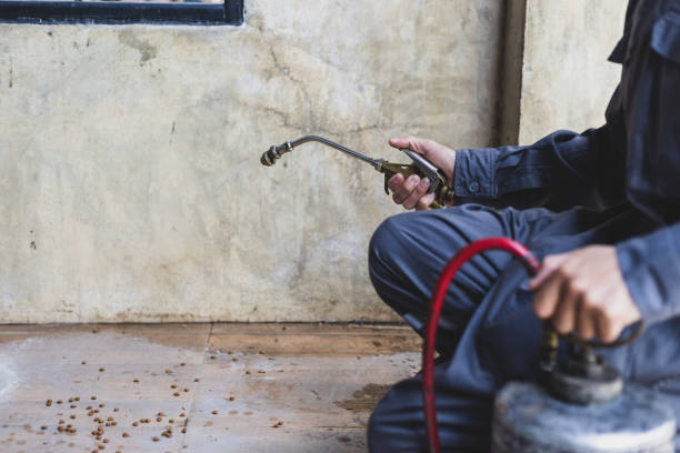 Best Ant Control Services  in Sells, AZ